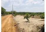 CÓ 1000M2 ĐẤT HỚN QUẢN BÌNH PHƯỚC CẦN BÁN GIÁ CHỈ 440TR.